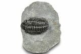 Phacopid (Adrisiops) Trilobite - Jbel Oudriss, Morocco #251627-2
